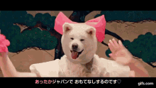 Akita Dog Doge GIF - Akita Dog Doge Dogo GIFs