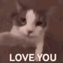 Cat Love You Gif17 Cat GIF - Cat Love You Gif17 Cat Love You GIFs
