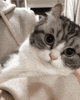 комару кот GIF – Комару Кот Кошка – Ищите GIF-файлы и обменивайтесь ими
