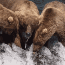 Sharing A Meal Bear GIF - Sharing A Meal Bear Robert E Fuller GIFs