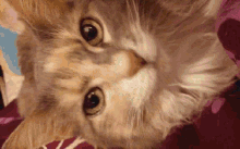 Animals Cats GIF - Animals Cats Dogs GIFs