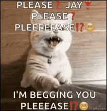 Please Cat GIF - Please Cat Jay GIFs
