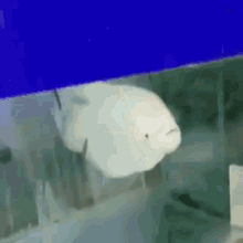 Gasp Fish GIF - Gasp Fish Aquarium GIFs