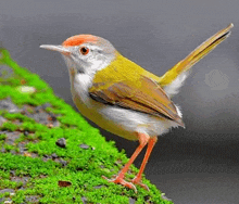 Bird Tiny GIF - Bird Tiny GIFs