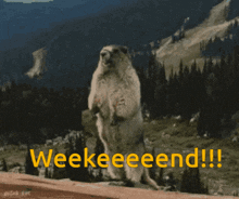 Weekend Marmot GIF - Weekend Marmot Yelling GIFs