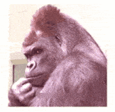 Macaco Pensando Girf GIF - Macaco Pensando Girf GIFs