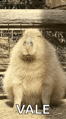 a large capybara is sitting on the ground in a cage with the word vale written on it .