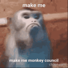 monkey council