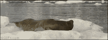 Surprised Seal GIF