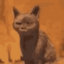 Kitten Funnycat GIF - Kitten Funnycat Surprised GIFs