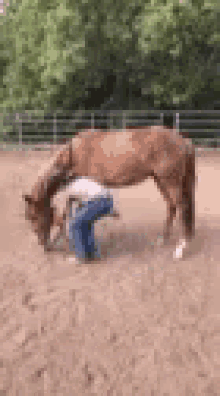 Kendoone Horse GIF