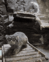 a cat walking down a set of wooden steps