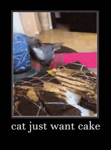 Cat Just GIF - Cat Just Want GIFs