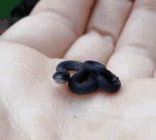 Cutest Snake Ever! GIF - Snakes GIFs
