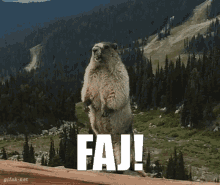 Faj Marmot GIF - Faj Marmot Calling Out GIFs