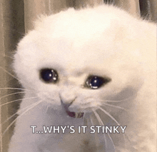 Crying Cat GIF