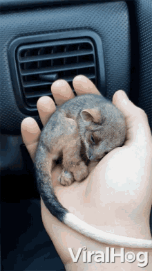 tiny cuddling