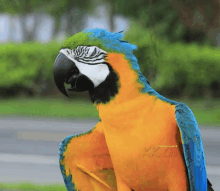 Macaw Stare GIF - Macaw Stare Bird GIFs