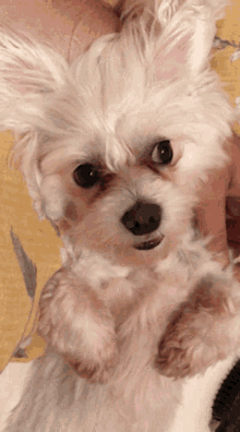 Luxy Maltese GIF - Luxy Maltese Dog GIFs