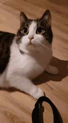 Cute Cat GIF - Cute Cat Wink GIFs