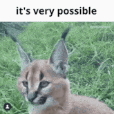 a caracal cat is sitting in the grass with the words it 's very possible above it .