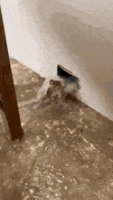 a frog is sitting in a flooded room next to a door .