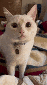 кот Cat GIF - кот Cat скример GIFs