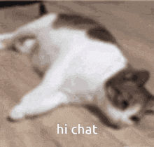 Hi Chat Cat Flop GIF - Hi Chat Cat Flop GIFs