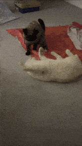 a cat is playing with another cat on a rug