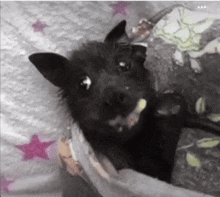 a black bat is laying on a blanket with pink stars on it