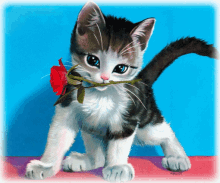 Fnkgif Cute Kitty GIF - Fnkgif Cute Kitty Kitty GIFs