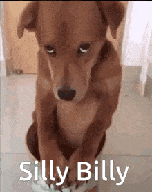 Silly Silly Billy GIF - Silly Silly Billy Dog GIFs