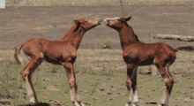 two brown horses standing next to each other in the grass