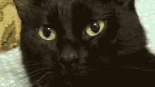 Kitten Cat GIF - Kitten Cat Side Eye GIFs