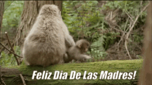 Feliz Dia De Las Madres Monkey GIF - Feliz Dia De Las Madres Monkey GIFs