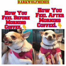 a picture of a dog with the words how you feel before morning coffee and how you feel after morning coffee