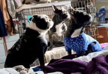 Dogs Frenchie Boston Terrier Cat King GIF - Dogs Frenchie Boston Terrier Cat King GIFs