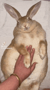 a person petting a rabbit that has tiktok written on the bottom