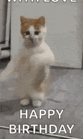 a cat is standing on its hind legs with its paws up .
