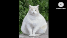 кошка толстая кошка GIF - кошка толстая кошка взрыв GIFs