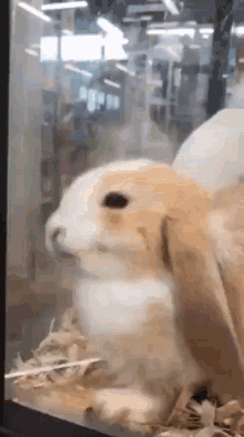Bunny Cute GIF - Bunny Cute Squishy GIFs