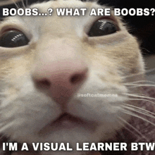 Cat Meme Cat Rizz GIF - Cat Meme Cat Rizz GIFs