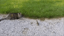 I Ain'T Being No One'S Food Today GIF - Chipmunk Fight Attack GIFs
