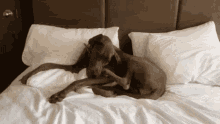 Dog In Bed Stare GIF - Dog In Bed Stare Down GIFs