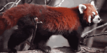red panda scratch cute animal asia