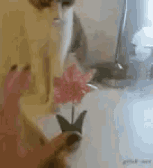 Cat Flower GIF - Cat Flower Pot GIFs