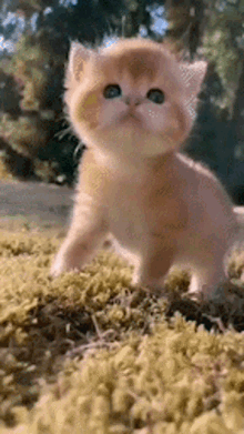 Cat Love Cats Fighting GIF - Cat Love Cats Fighting Cat Kiss GIFs