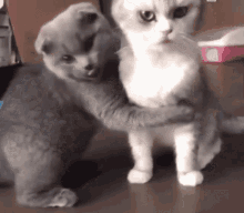 Hug Cats GIF - Hug Cats Kittens GIFs