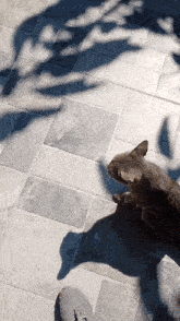Duman Cat GIF - Duman Cat Kedi GIFs