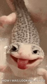a lizard is sticking its tongue out and smiling at the camera .